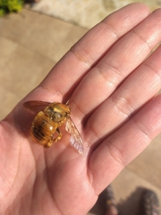 Neoxylocopa