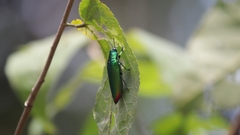 Chrysochroa fulminans