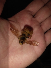 Neoxylocopa
