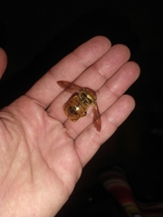 Neoxylocopa