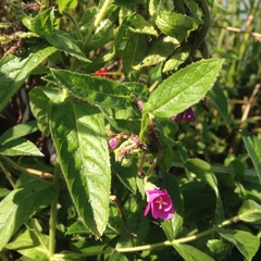 Epilobium hirsutum