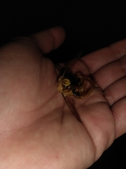 Neoxylocopa