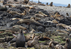 Arctocephalus pusillus