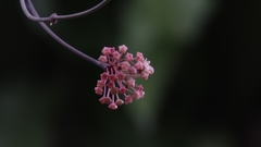 Hoya latifolia