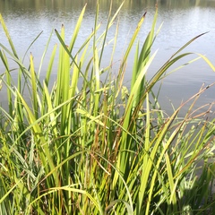 Poaceae