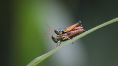 Caryanda spuria