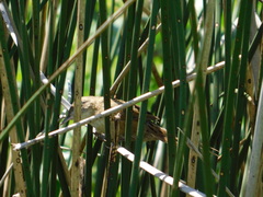 Spartonoica maluroides