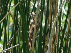 Spartonoica maluroides