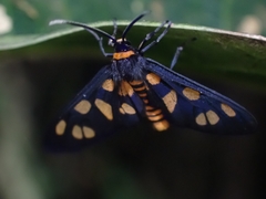 Amata nigriceps