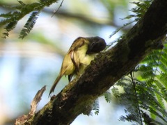Myiopagis viridicata