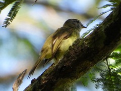 Myiopagis viridicata