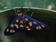 Amata nigriceps