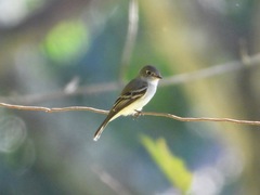 Empidonax minimus