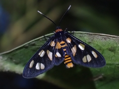 Amata nigriceps