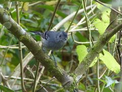 Thamnophilus caerulescens