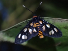 Amata nigriceps