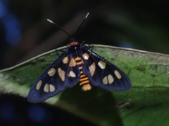 Amata nigriceps