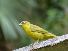 Orthogonys chloricterus