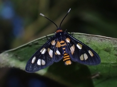 Amata nigriceps
