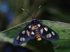 Amata nigriceps