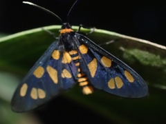 Amata nigriceps