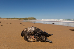 Ardenna tenuirostris