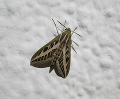 Hyles livornica