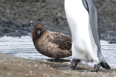 Stercorarius antarcticus