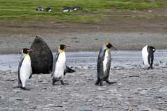 Aptenodytes patagonicus