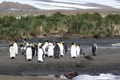 Aptenodytes patagonicus