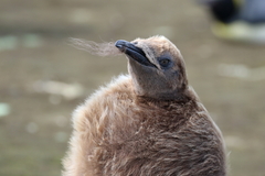 Aptenodytes patagonicus