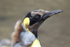 Aptenodytes patagonicus