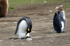 Aptenodytes patagonicus