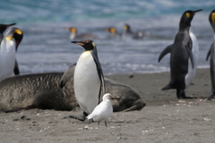 Aptenodytes patagonicus