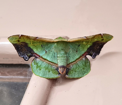Fascellina plagiata