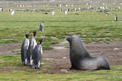 Aptenodytes patagonicus