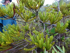 Callitris pancheri