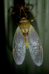 Cicadinae