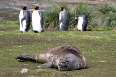 Aptenodytes patagonicus