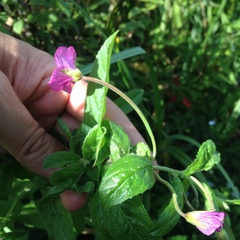 Epilobium hirsutum