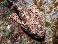 Scorpaenidae