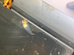 Clione limacina