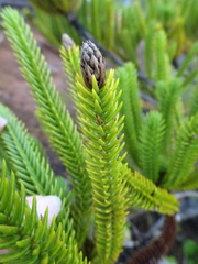 Callitris pancheri