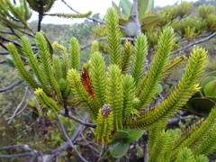 Callitris pancheri