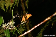 Nyctimystes montanus