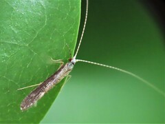 Leptocerus americanus