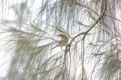 Acrocephalus orientalis