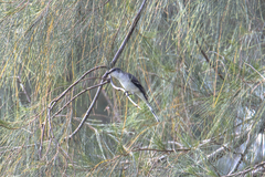 Pericrocotus divaricatus