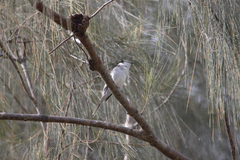 Pericrocotus divaricatus