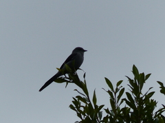 Muscipipra vetula
